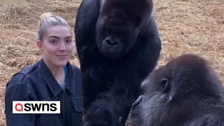 Woman feeds treats to pair of gorillas shes known since birth  SWNS [upl. by Todhunter]