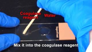 Coagulase Test [upl. by Hessney]