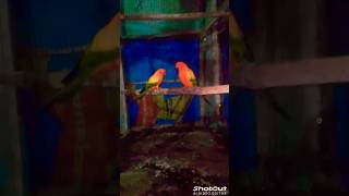 Ye kale kale Aankhen new version subscribe birds shorts youtubeshorts birdslover shortsfeed [upl. by Puna187]