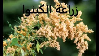 كينوا بديل القمح طرق تكاثر التسميد الرى الرعاية Chenopodium quinoa حلقة 183 [upl. by Romo]