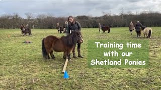 Training time with our Shetland Ponies TV Episode 479 [upl. by Adin]