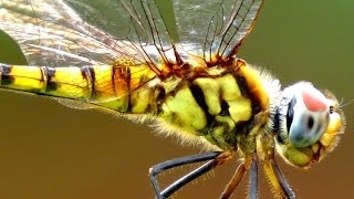 DIY MACRO LENSCANON SX50 HS MACRO PHOTOGRAPHY WITH AMAZING BOKEH EFFECT [upl. by Endaira856]