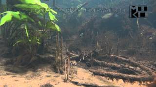 Amazon Tropical River Underwater Stock Video Footage 14 [upl. by Afrikah]