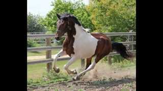 Madeus WHF FriesianWarmblood Stallion [upl. by Ronoc]