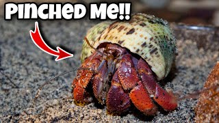 How to Pick Up Crabs And NOT Get Pinched [upl. by Rodd]