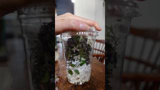 a terrarium in a togo cup [upl. by Harrie785]