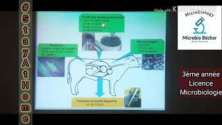 Partie 6 microflore du tube digestif des ruminants Chapitre III Éléments de microbiologie du tube [upl. by Haleeuqa158]