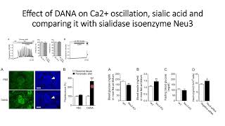 DANA effect on Calcium oscillation sialic acid amp comparison with sialidase isoenzyme Neu3 Code710 [upl. by Nacim]