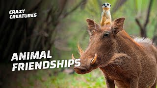 Top 5 Animal Pairs With the Oddest Symbiotic Relationships [upl. by Aiyram209]