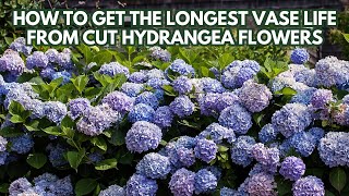 HOW TO GET THE LONGEST VASE LIFE FROM CUT HYDRANGEA FLOWERS [upl. by Bovill]