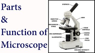 Microscope I Parts and function of Microscope I Scientech Biology I How to use microscope [upl. by Rehtse456]