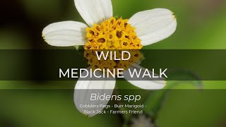 Wild Medicine Walk  Bidens species [upl. by Blackington]