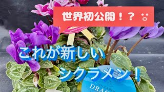 世界初公開！？ブルーでオシャレなシクラメン【ハクサンアンバサダー】 [upl. by Winfield]