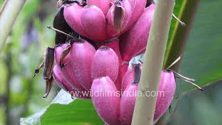 Musa velutina a verticallygrowing pink banana type strange pretty plant seen in West Bengal India [upl. by Ydollem]