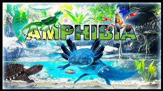 150 Gallon SWAMP SIMULATION  Battle for king of Amphibia  Pt 1 [upl. by Onid918]