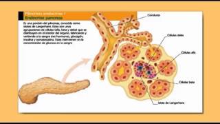 Secreción de Insulina Tipo y Acciones a Nivel Celular [upl. by Piwowar]