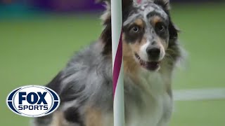 Watch Australian Shepherd Holster Win 2016 Masters Agility Championship  FOX SPORTS [upl. by Airdnat]