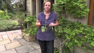 How to make wisteria flower [upl. by Cranford]