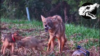 Coyotes Try To Run Down Our Dog  Coyote Hunting With Decoy Dogs [upl. by Gilson]