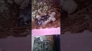 Bengalese finch chick growth 🐣 update [upl. by Yesnel]