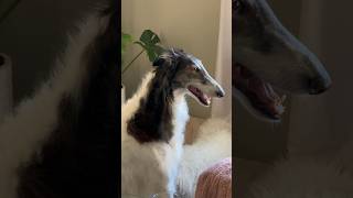 justice for Abby borzoi borzoidog dog puppy voiceover orginal fyp [upl. by Fiester]