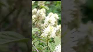 Witch Alder Mt Airy Fothergilla False Cypress Soft Serve Gold Chamaecyparis [upl. by Hau]