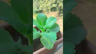 miracle leaf plant😍 beautiful plantplants garden nature gardening shorts [upl. by Olgnaed]