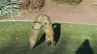 Most Male Capybaras Want to Be Dominant Male So Play Fighting Soon Turns Aggressive Romeo Tuffn [upl. by Deckert320]