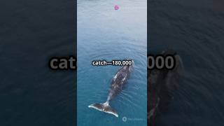 Whale Songs Uncovered How AI is Tracking the Oceans Giants [upl. by Arahsal978]