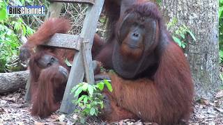 Great Ape  BORNEO [upl. by Hakim]