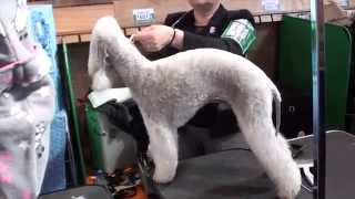 Crufts 2012 Bedlington Terrier Part 1 [upl. by Simonette]