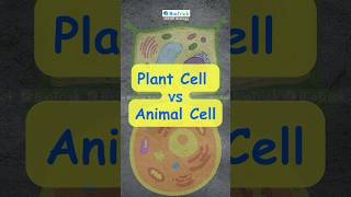 Plant Cell and Animal cell  IGCSE BIOLOGY 0610  Cell Structure igcsebiology cambridgebiology [upl. by Etnohs]