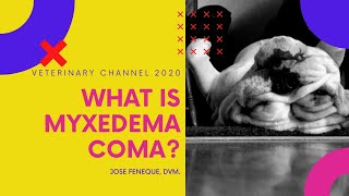 What Is Myxedema Coma  A Canine Hypothyroidism Complication [upl. by Dilaw]