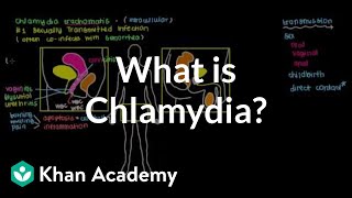 What is chlamydia  Infectious diseases  NCLEXRN  Khan Academy [upl. by Ahsiyn]