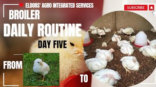 Broiler Daily Routine DAY FIVE [upl. by Augustine193]