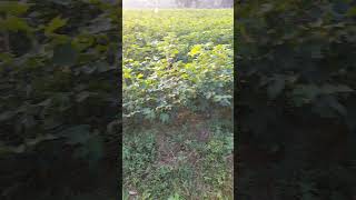 Amazing cotton seed plant [upl. by Nanaj546]