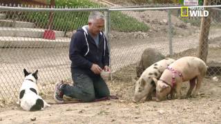 Cesar Millan rehabilitates Simon the aggressive French bulldog terrier mix [upl. by Syhr]