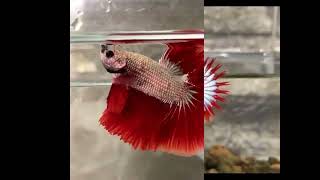 The TOP 20 Most Stunning Betta Fish Youve Ever Seen betta fish aquarium beautifulbetta [upl. by Eenttirb]