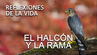 REFLEXION El HALCÓN Y LA RAMA Reflexiones de la vida para seguir adelante como ser mejor persona [upl. by Anaela]