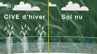 Intégrer une Cive dans la rotation  quel impact technique et environnemental   ARVALISfr [upl. by Enialedam231]