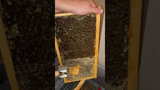 Honey Scraper  Uncapping Tool by Pierco Inc [upl. by Odnanreh]