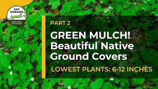 Green Mulch LOWEST PLANTS 612 inches Prevent Weeds With Beautiful Native Ground Covers​ [upl. by Geminius]