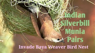 Indian silverbill Munia Pairs Invade Baya Weaver Bird Nest [upl. by Ahsenhoj]