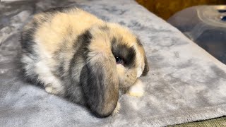 Alanna amp Natsume Holland Lop Buck 44 Days Old [upl. by Jannelle]