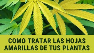 Hojas amarillas en plantas de Marihuana ¿Por qué aparecen y Cómo solucionarlo [upl. by Norven]