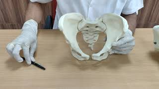 Bony pelvis [upl. by Carlisle]