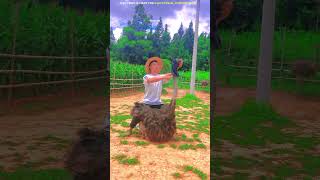 Ostriches bird ride shorts ytshorts [upl. by Notgnirra]