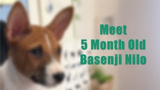 Meet Basenji Nilo [upl. by Aleac504]