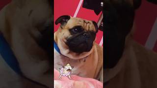 pug 🐕🐾 pug pugongbyahero dogs ytdogloversdogshorts breed dogedoglifevideo trendingviral [upl. by Markland]