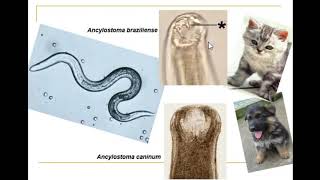 Ectoparasitos Ordens Siphonaptera Tungíase e Anoplura Pediculose [upl. by Yrocaj915]